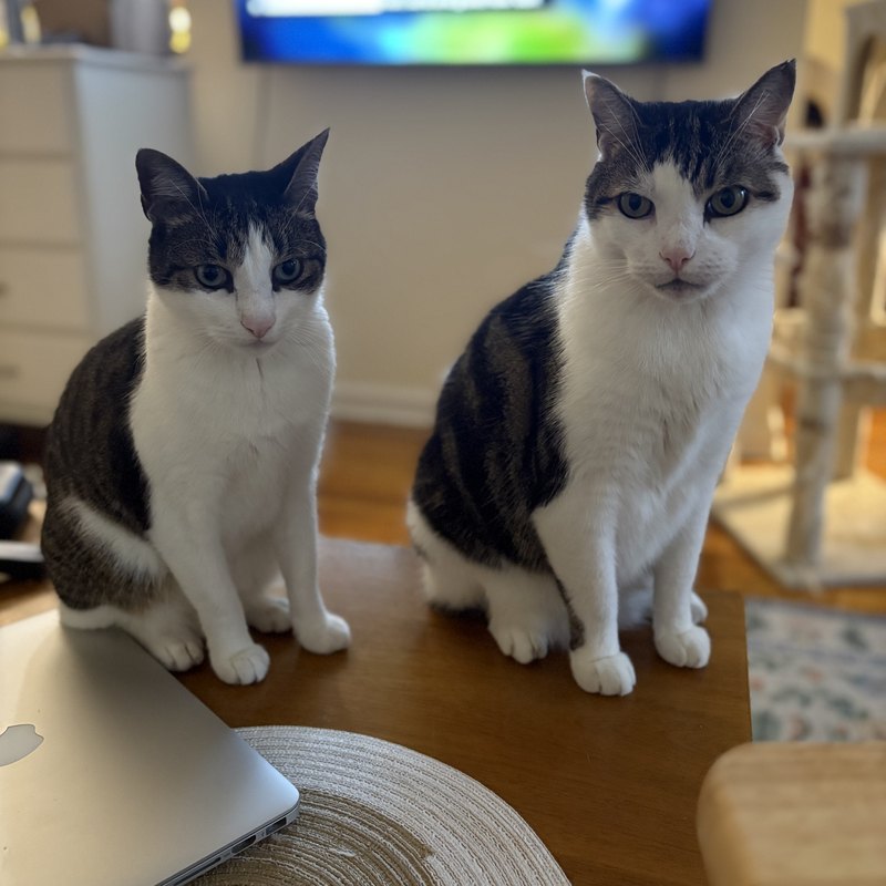 Two cats sitting side by side